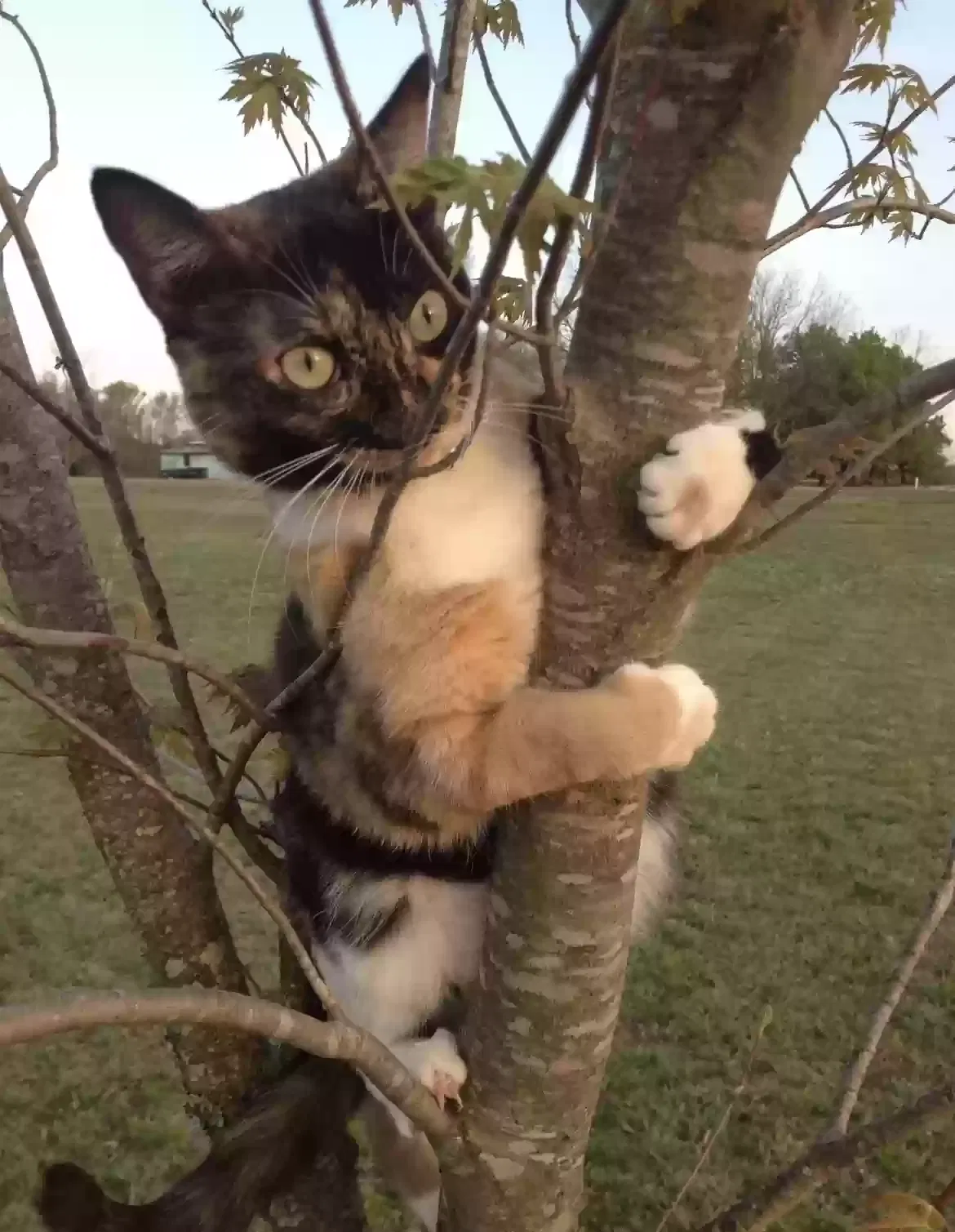 Lost cat in Chattanooga, TN, 37416