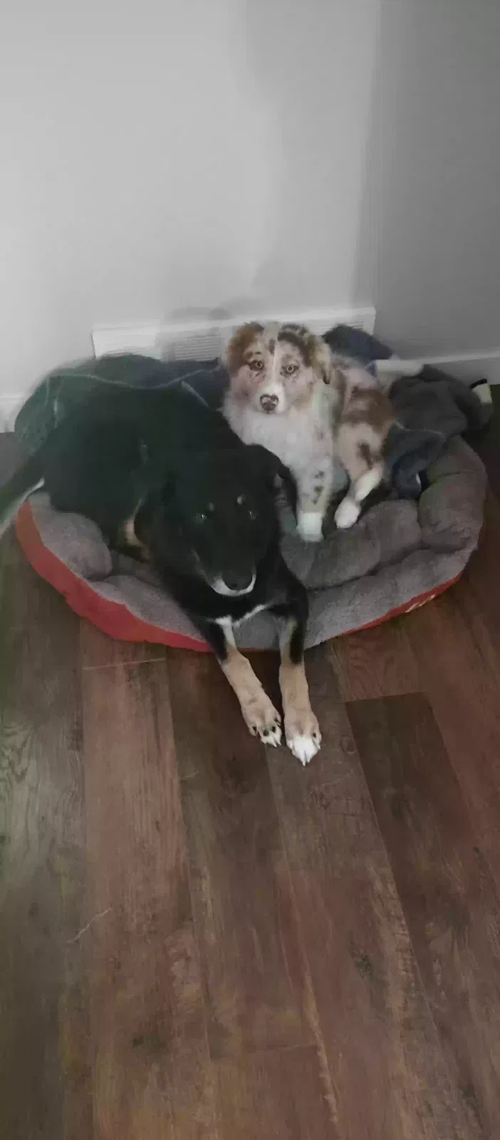 Lost dog in Spokane, WA, 99208
