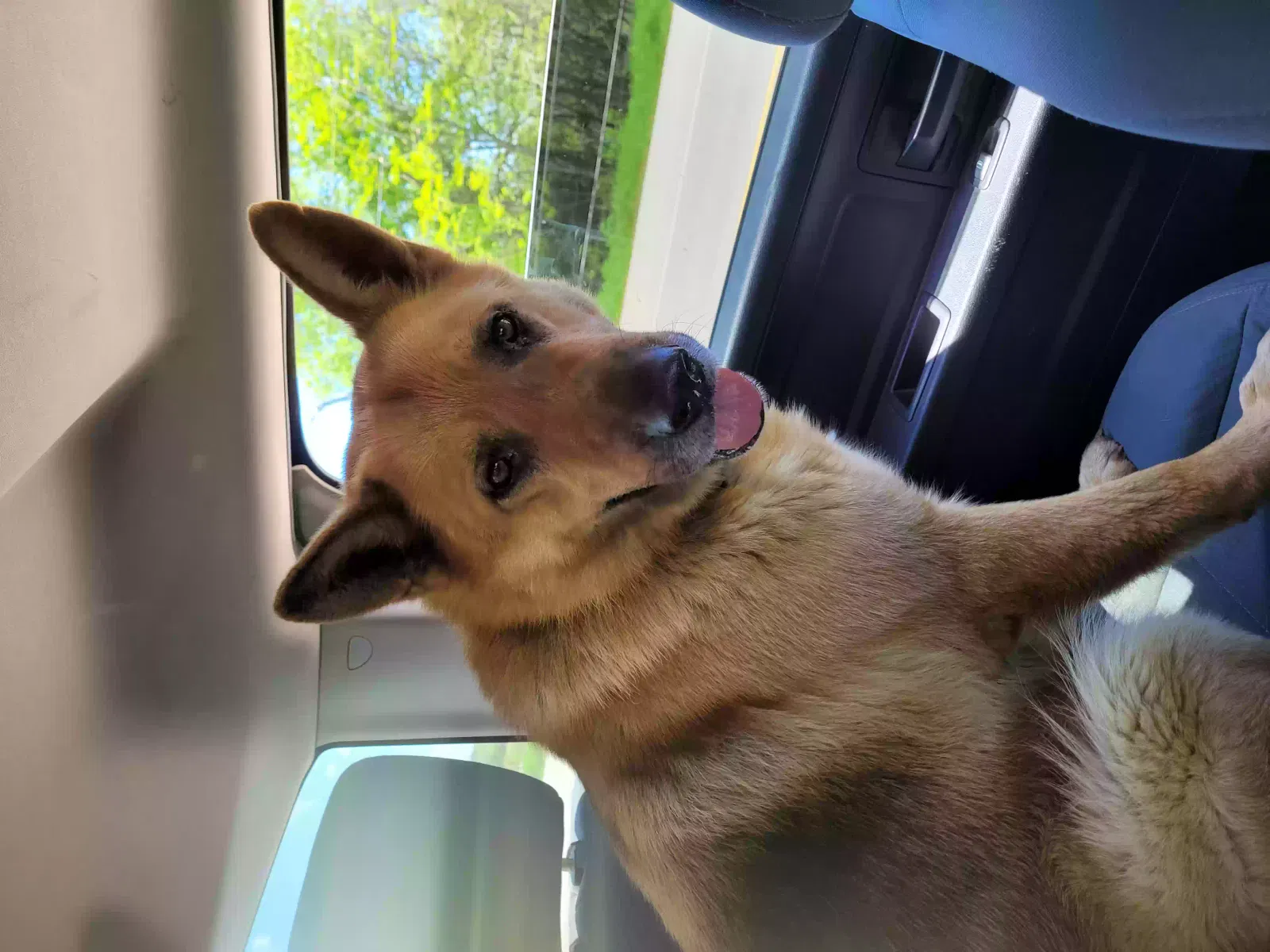 Found dog in Sherman, TX, 75090