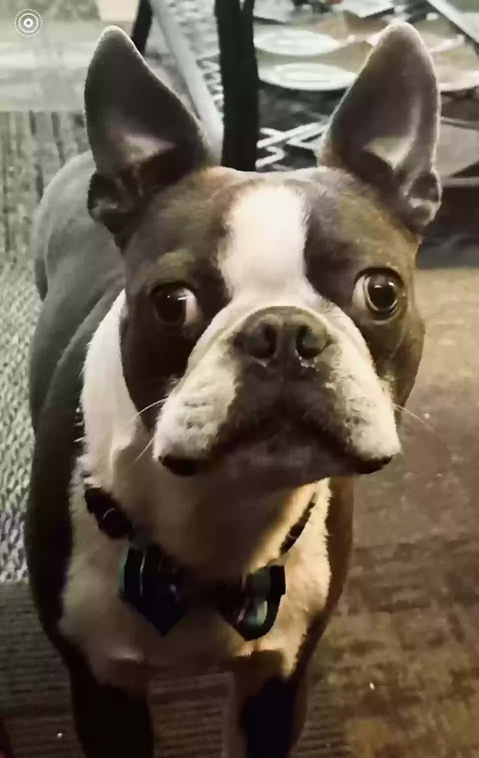 Lost dog in Richton Park, IL, 60471