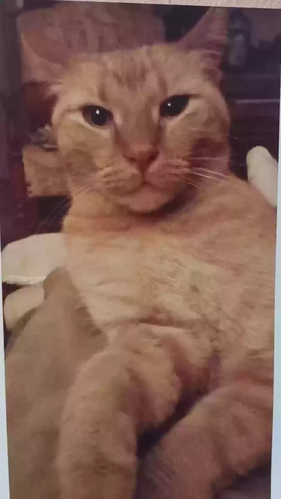 Lost cat in Bend, OR, 97701
