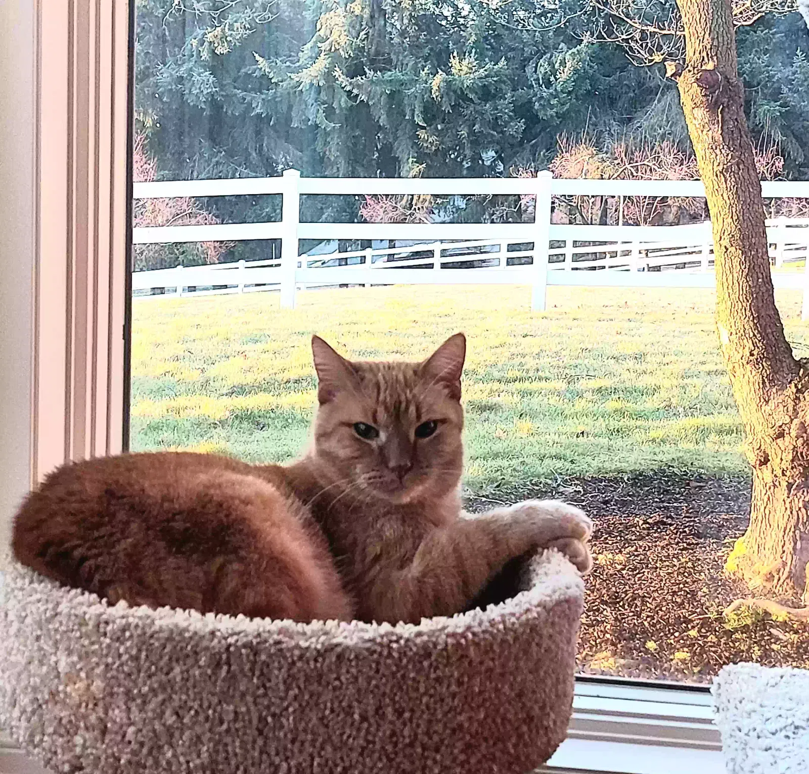 Lost cat in Salem, OR, 97306