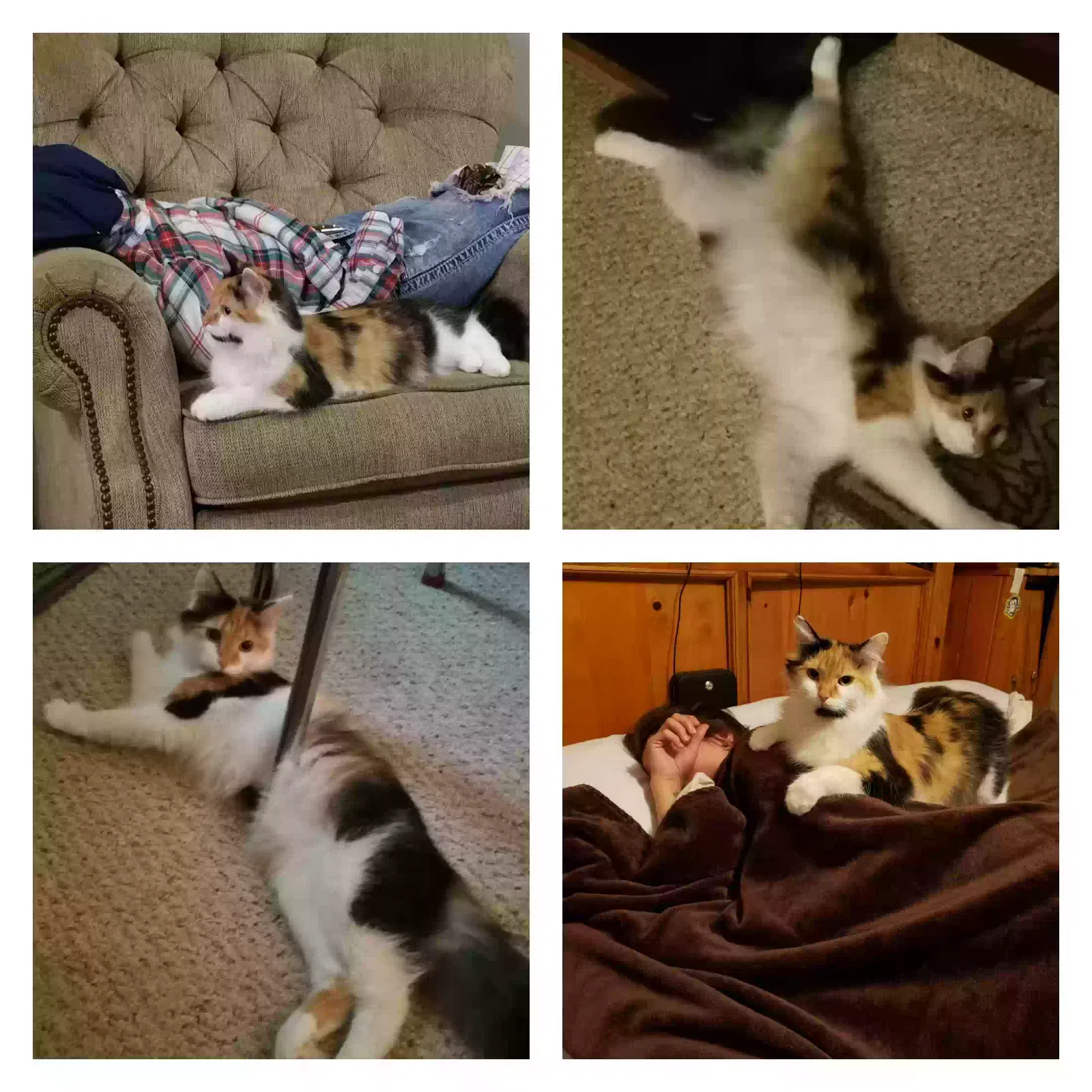Lost cat in Washington Court House, OH, 43160
