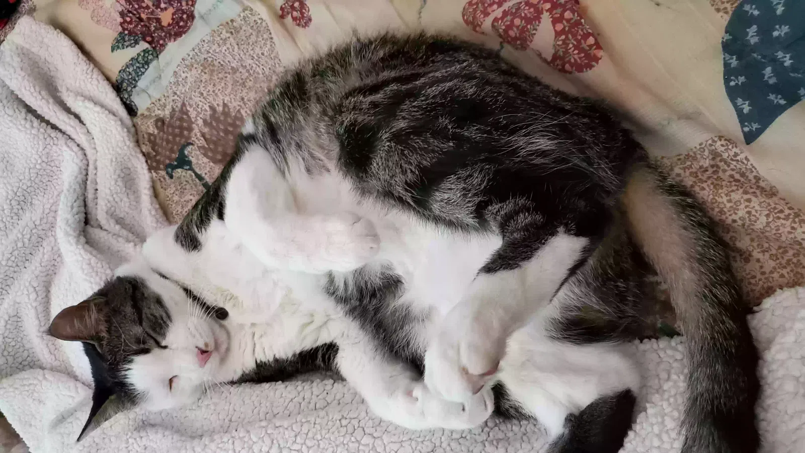 Lost cat in Carrollton, TX, 75007
