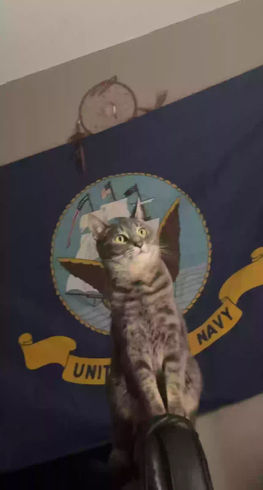Lost cat in Millville, NJ, 8332