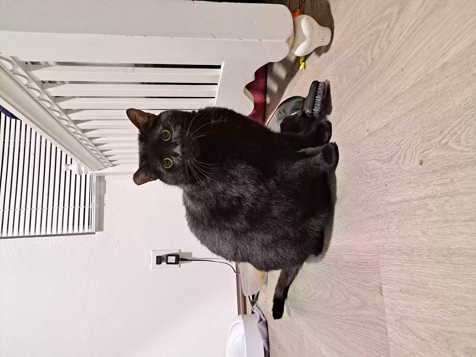 Lost cat in Portland, OR, 97236