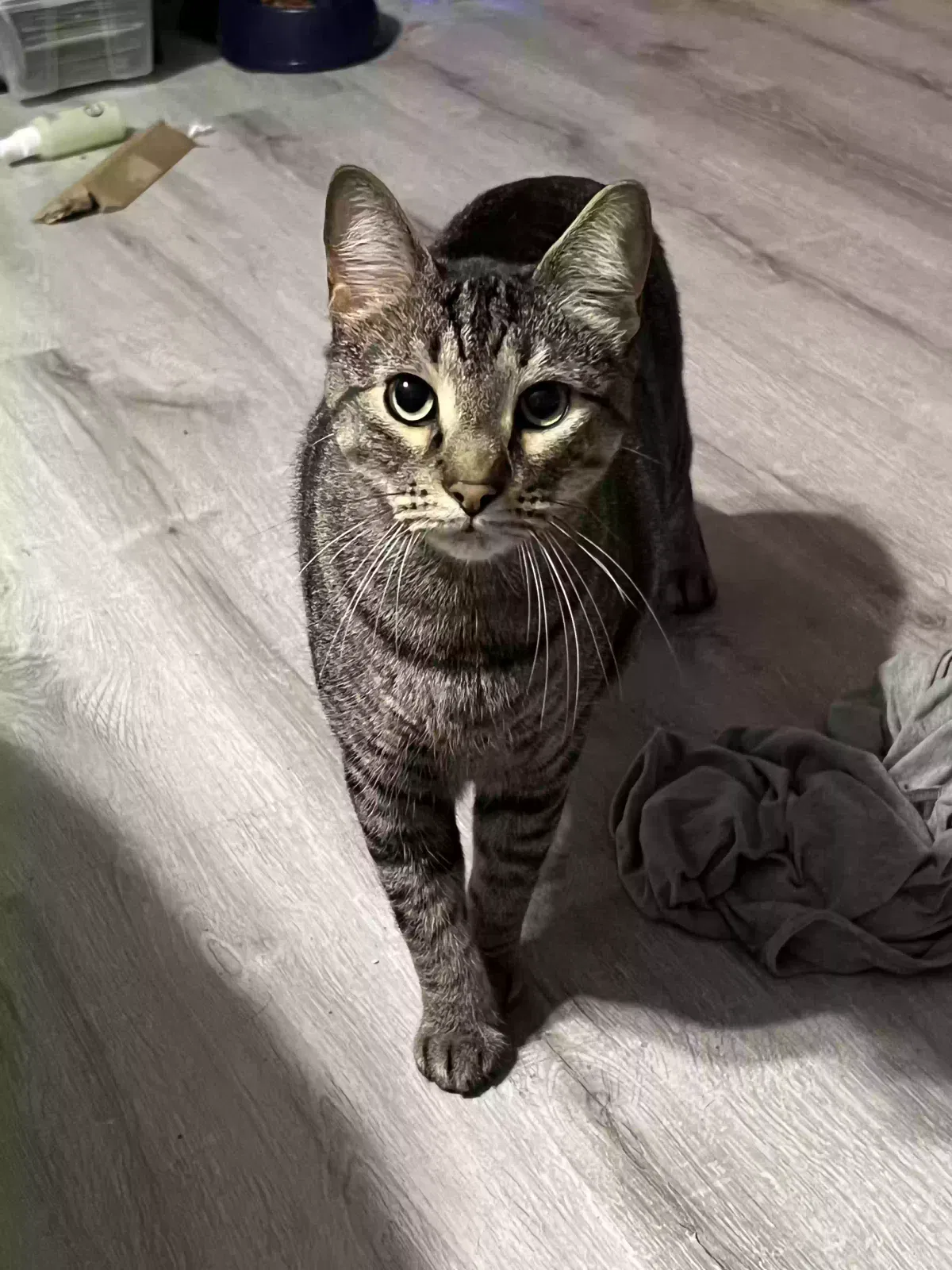 Lost cat in League City, TX, 77573