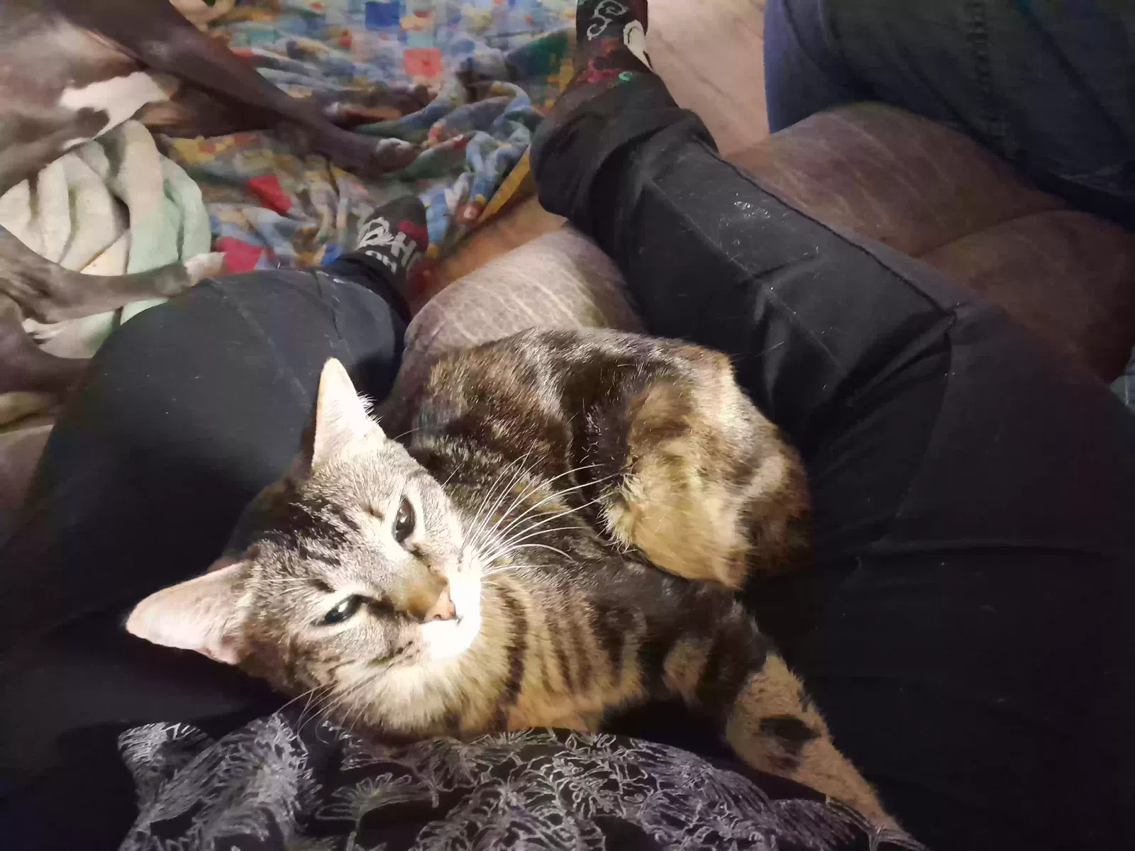 Lost cat in Highlands, TX, 77562