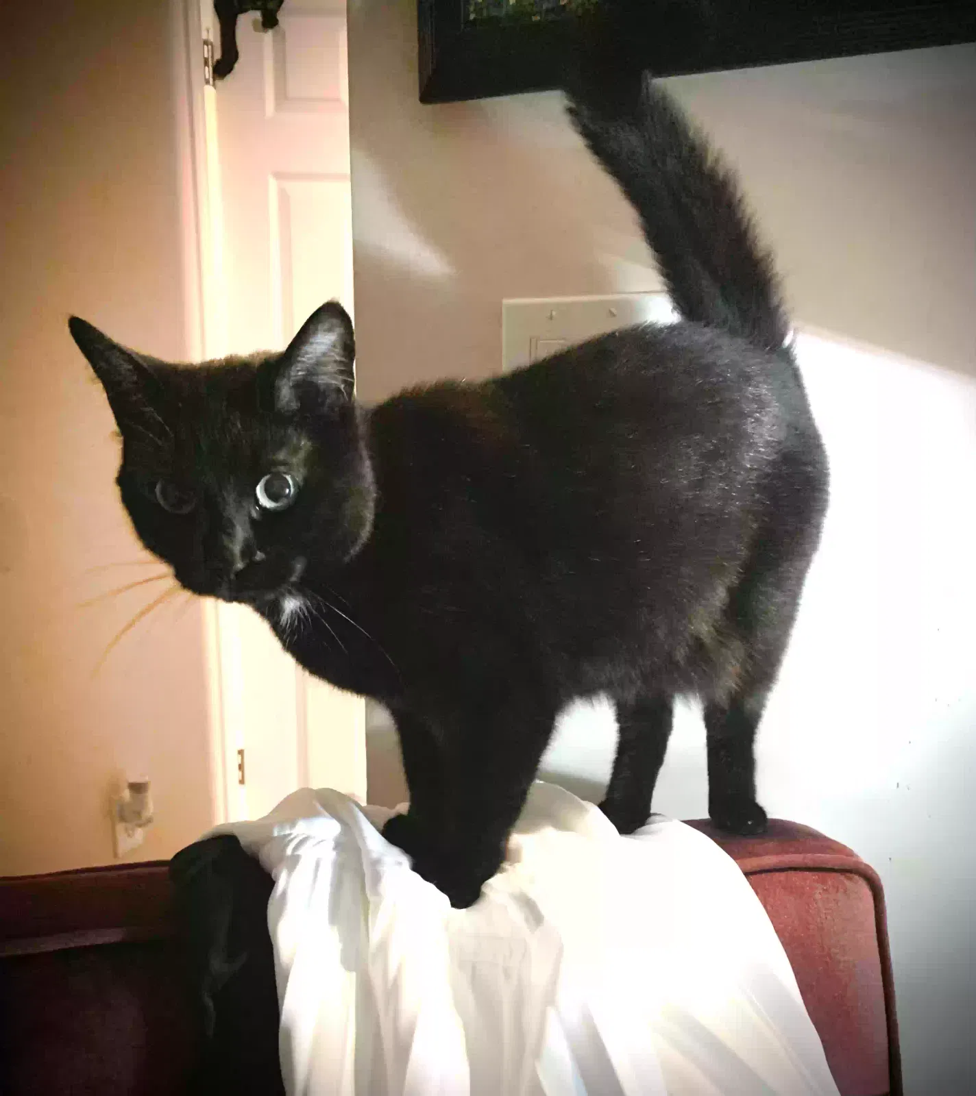 Lost cat in Bluffton, SC, 29910