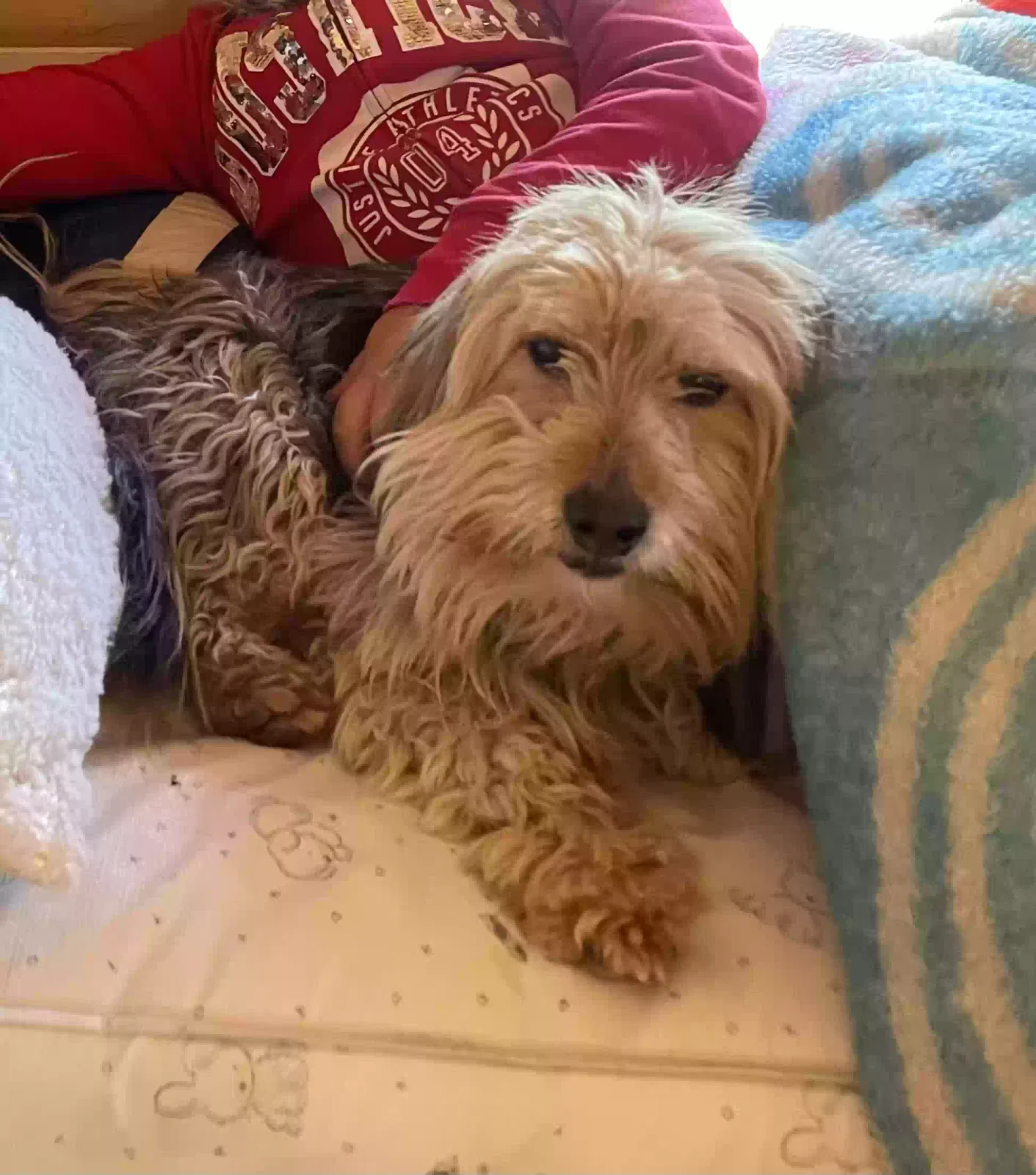 Lost dog in Acton, CA, 93510