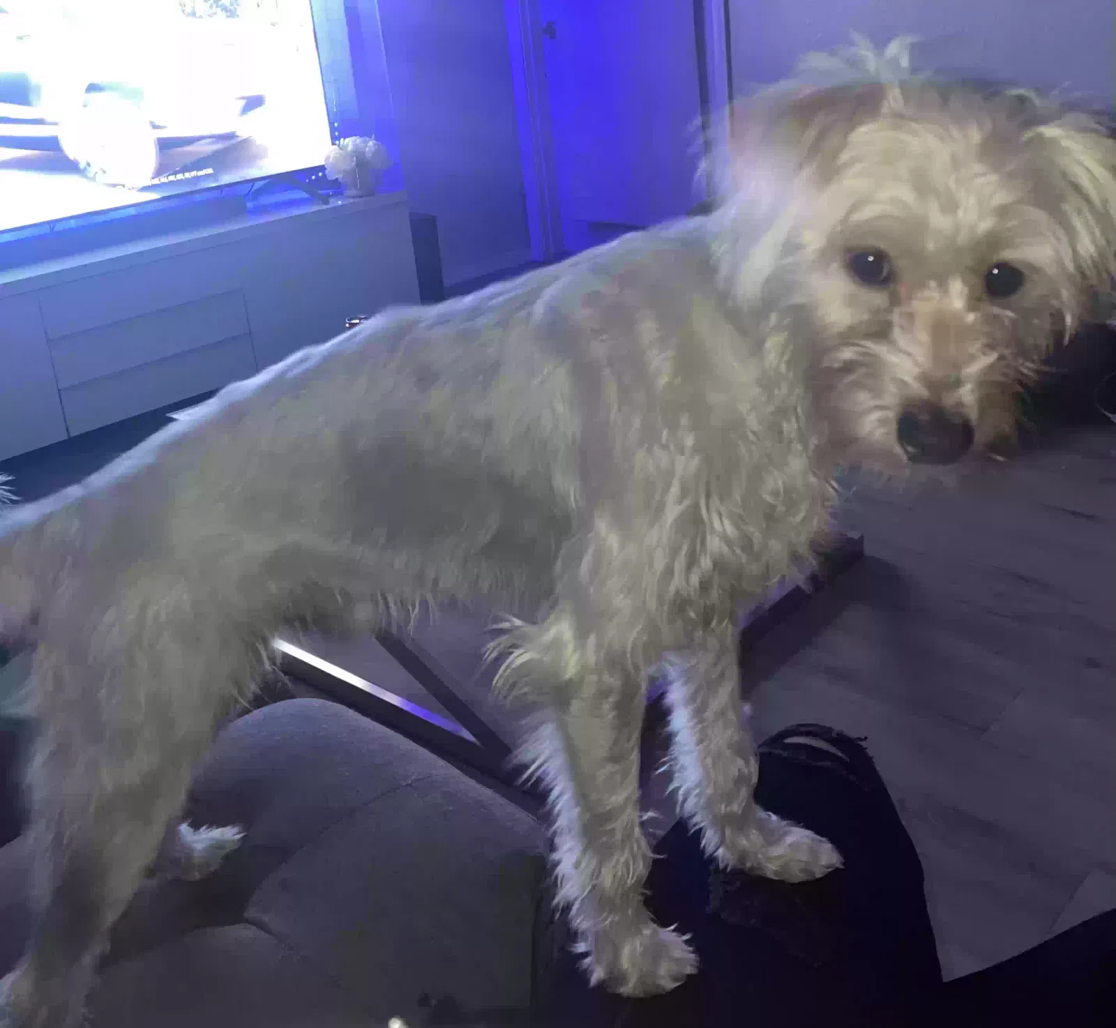 Lost dog in Phoenix, AZ, 85037