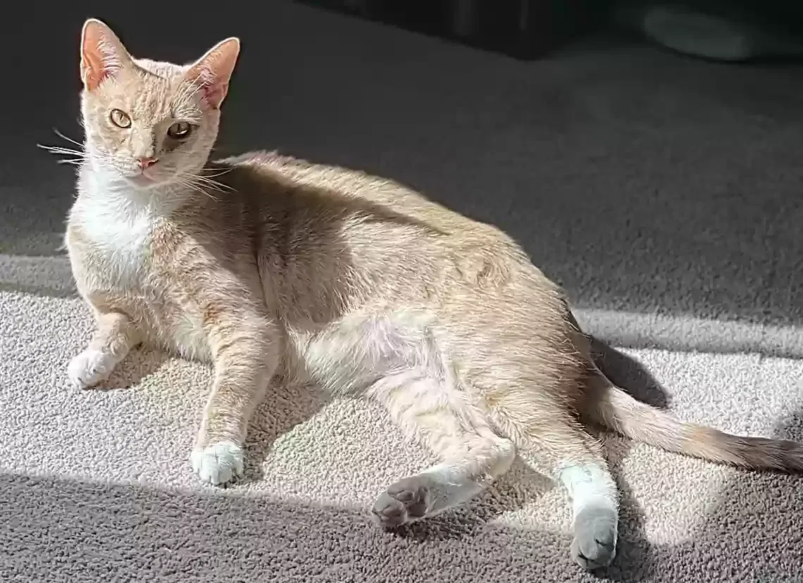 Lost cat in Henrico, VA, 23228