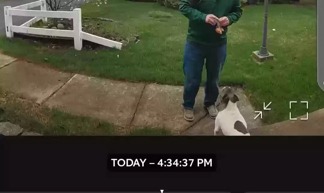 Found dog in Novi, MI, 48375