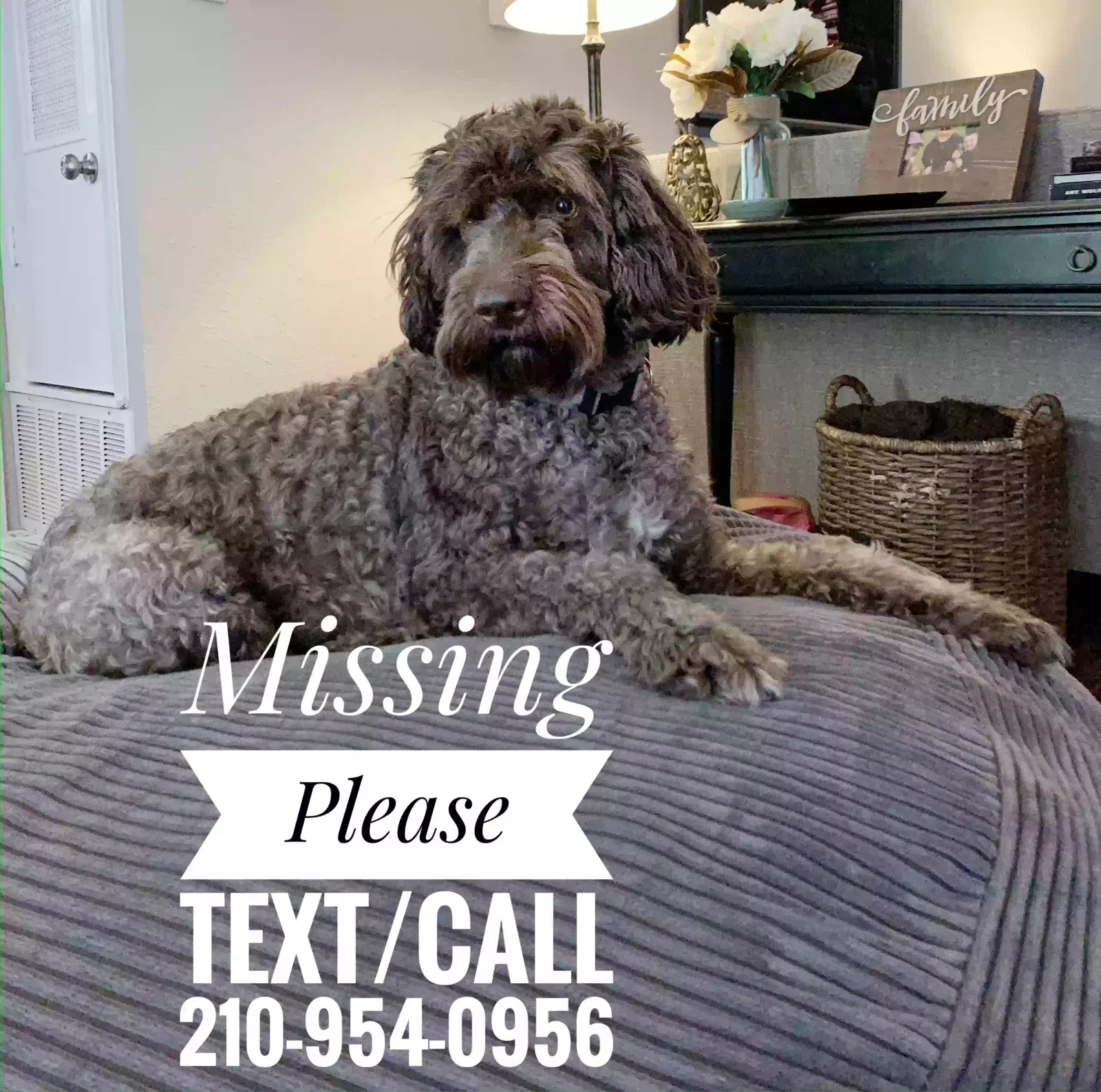 Lost dog in San Antonio, TX, 78230