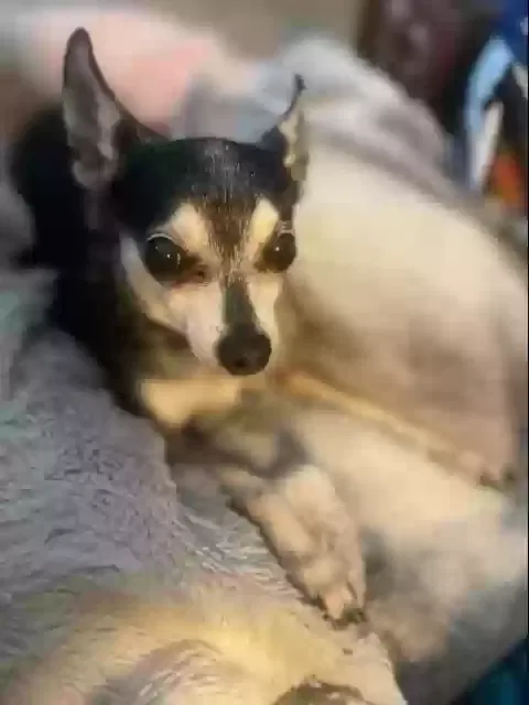 Lost dog in Pasadena, CA, 91104