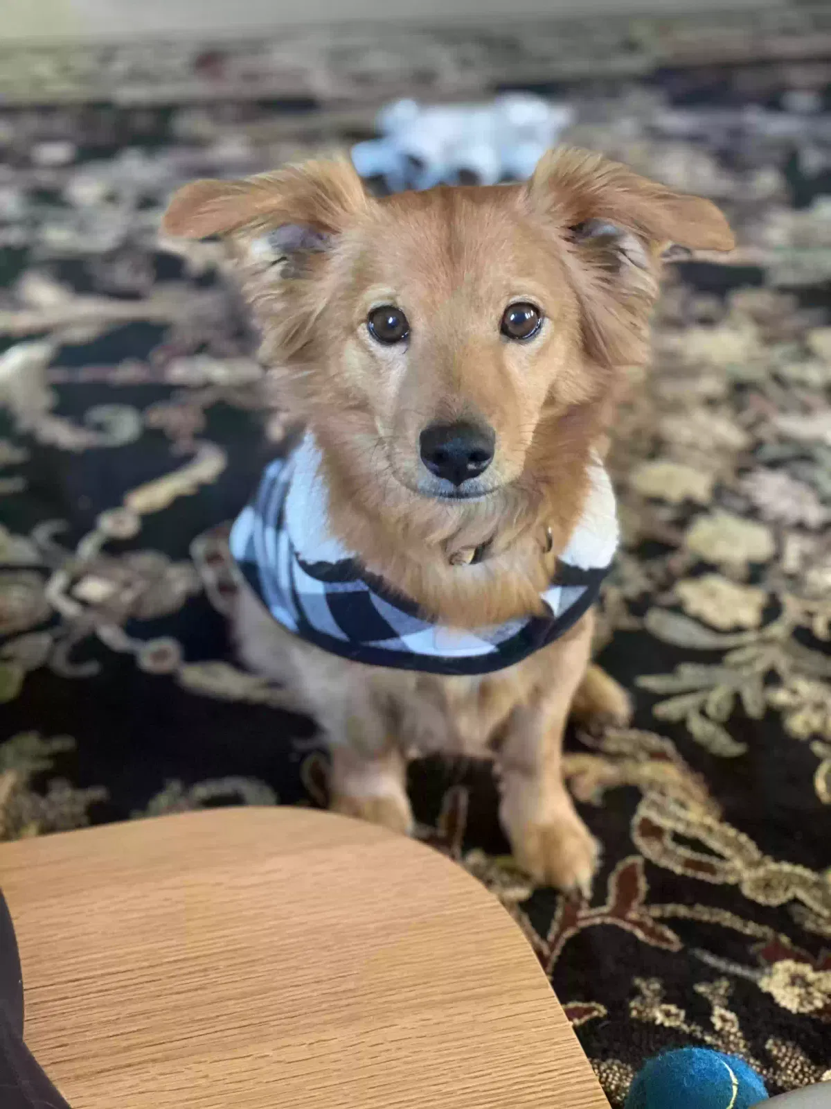 Lost dog in San Antonio, TX, 78228