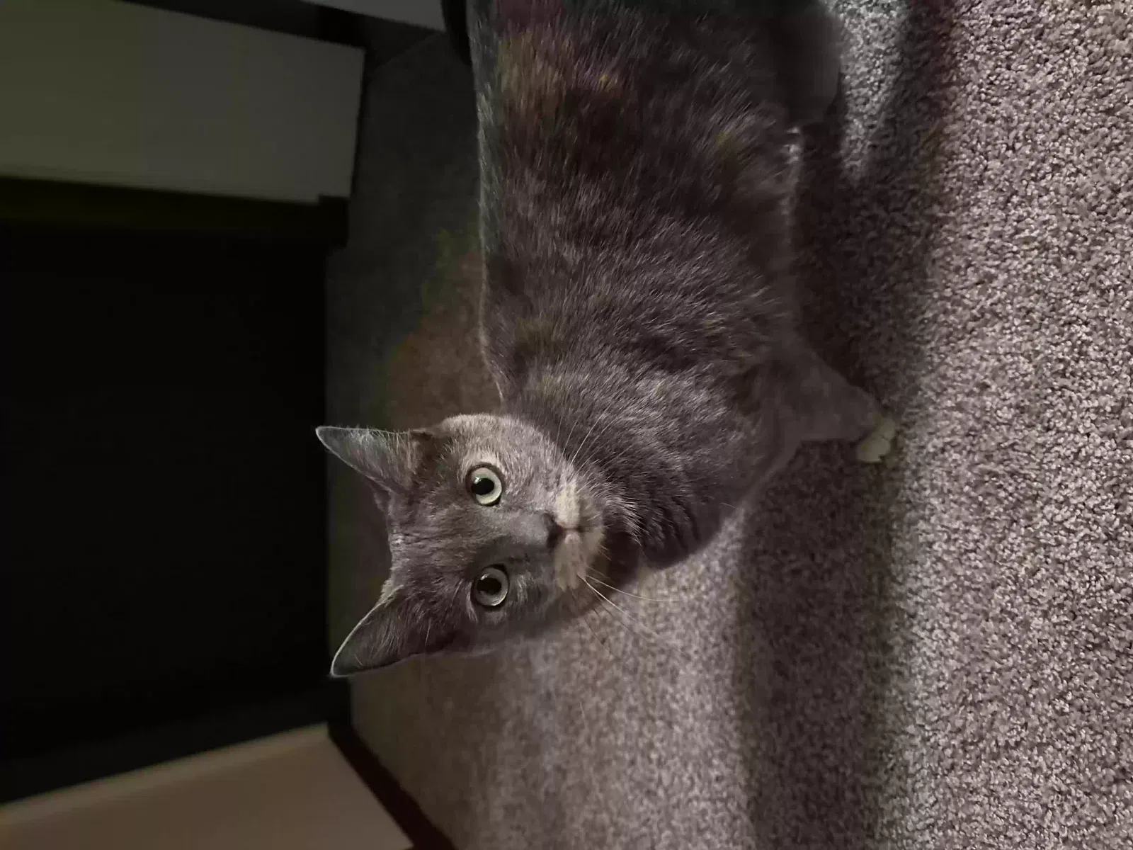Lost cat in Portage, MI, 49024