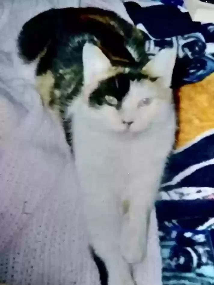 Lost cat in Myrtle Beach, SC, 29577