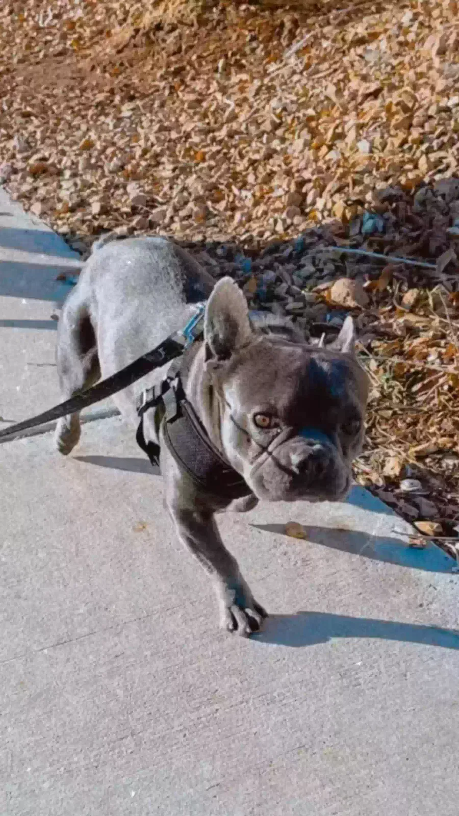 Lost dog in Victorville, CA, 92392