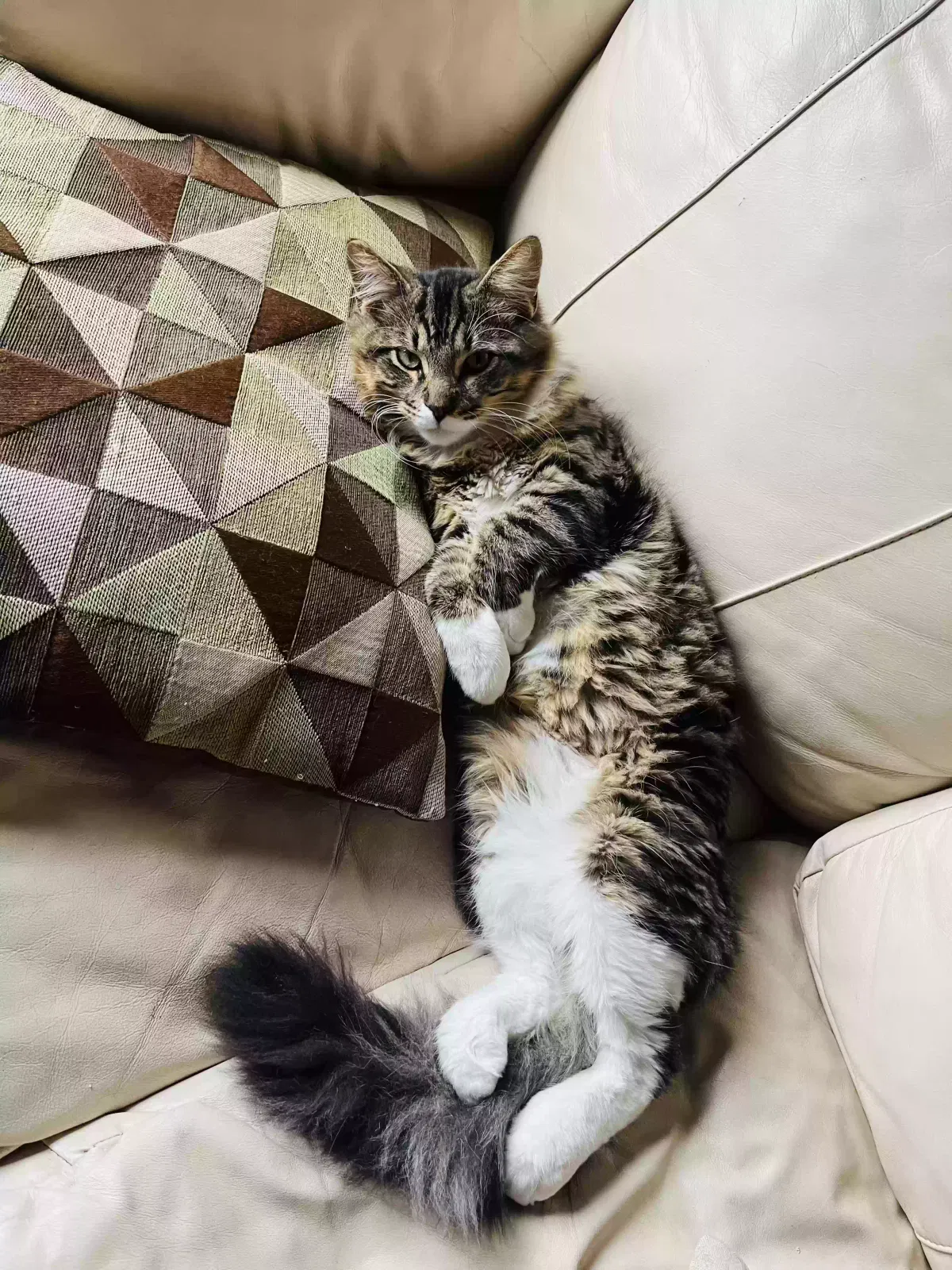Lost cat in Panama City, FL, 32405