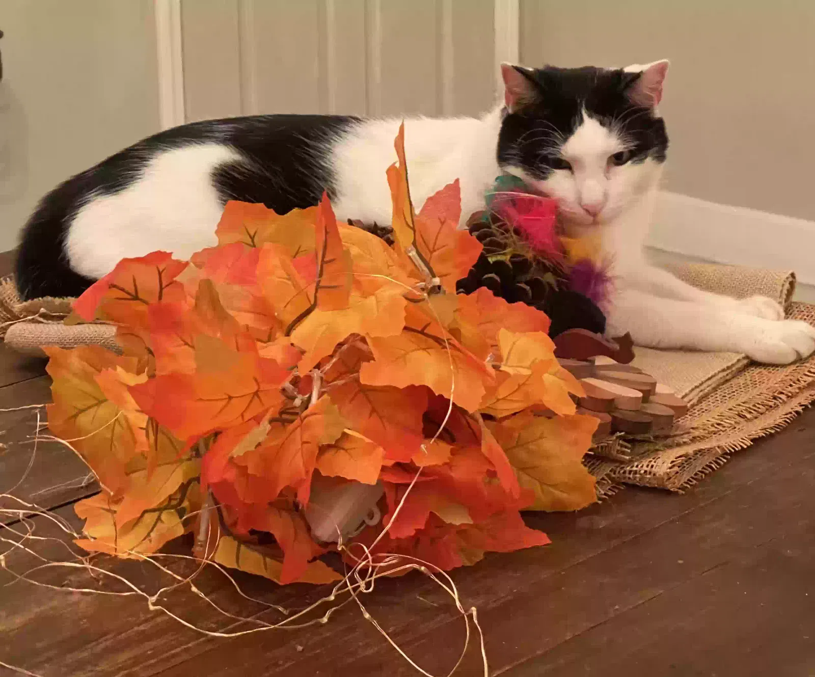 Lost cat in Roswell, GA, 30075