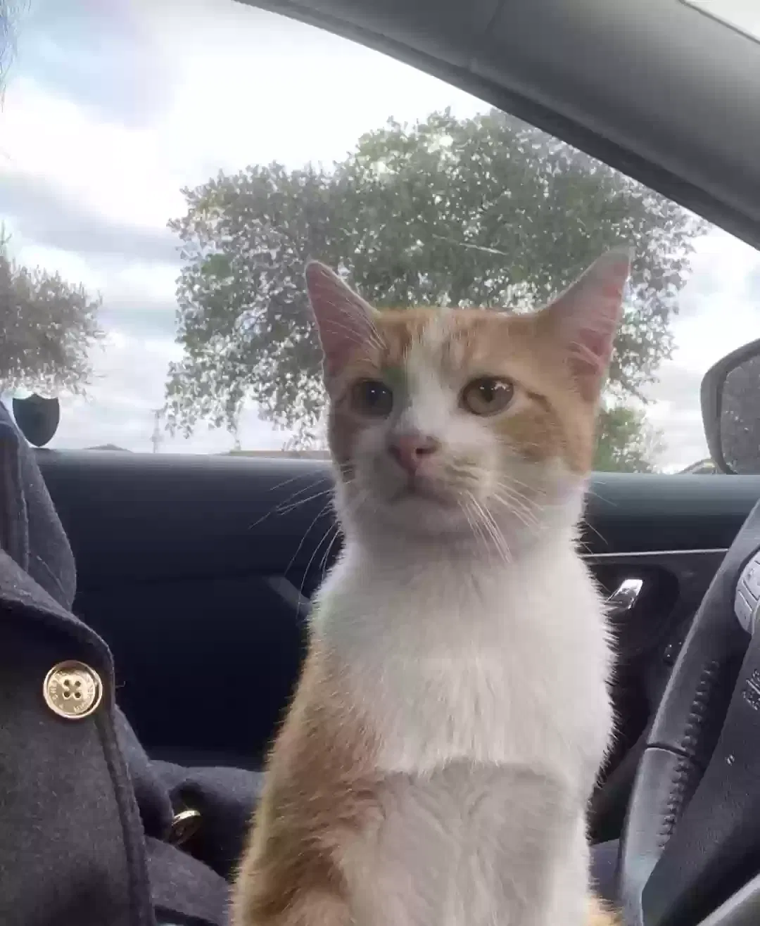 Lost cat in Houston, TX, 77070