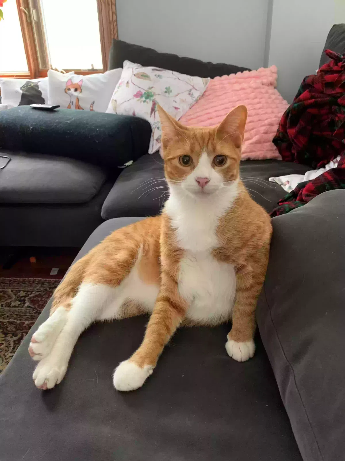 Lost cat in Minneapolis, MN, 55443