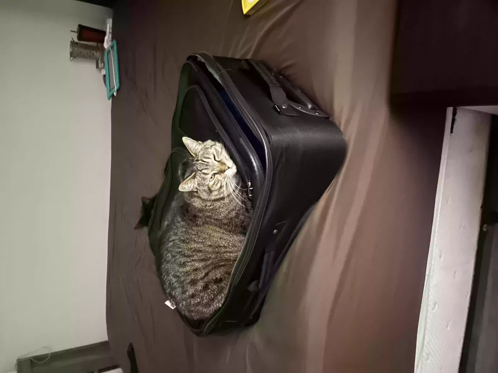 Lost cat in Oceanside, CA, 92056