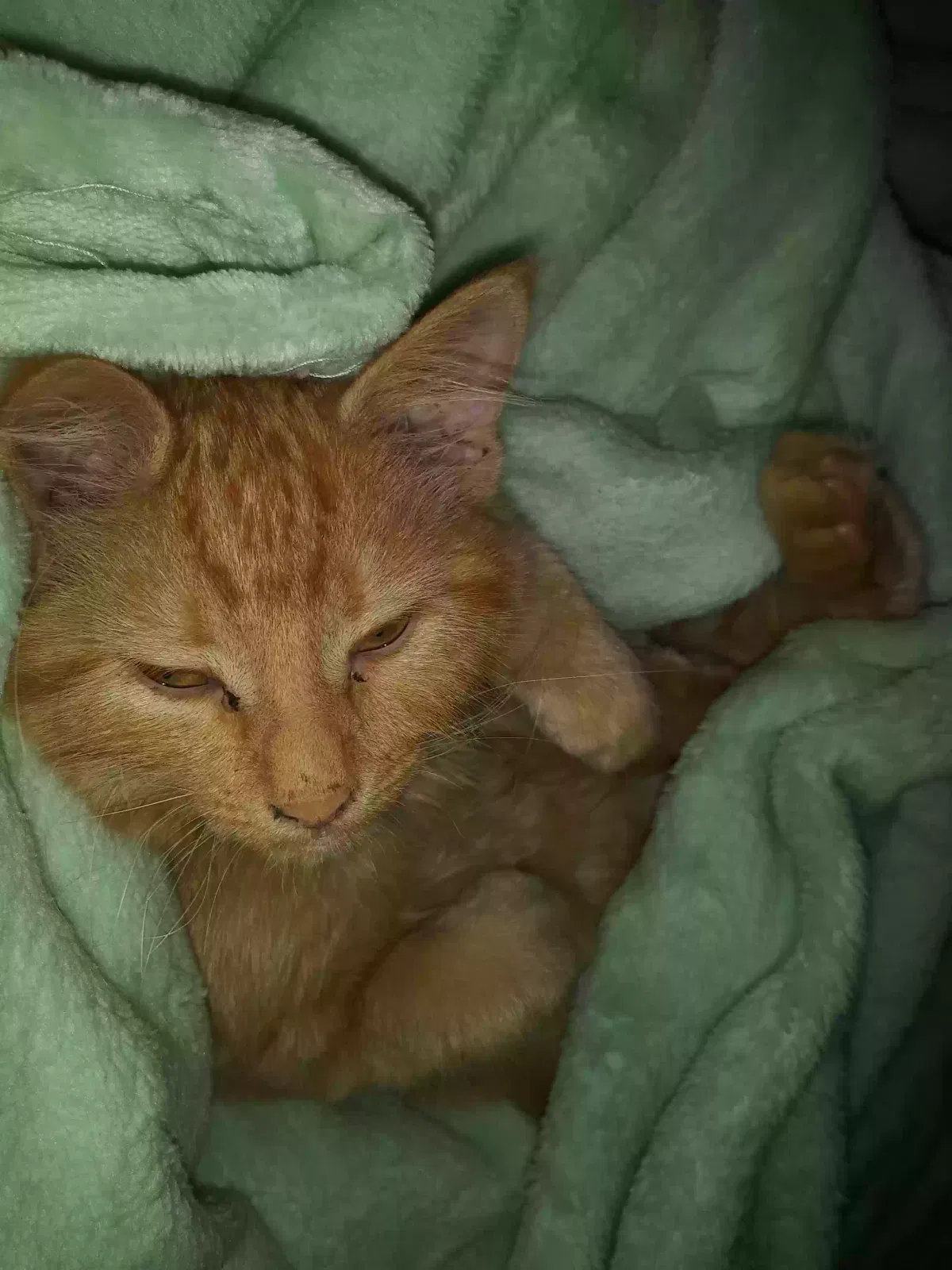 Lost cat in Saint Paul, MN, 55117