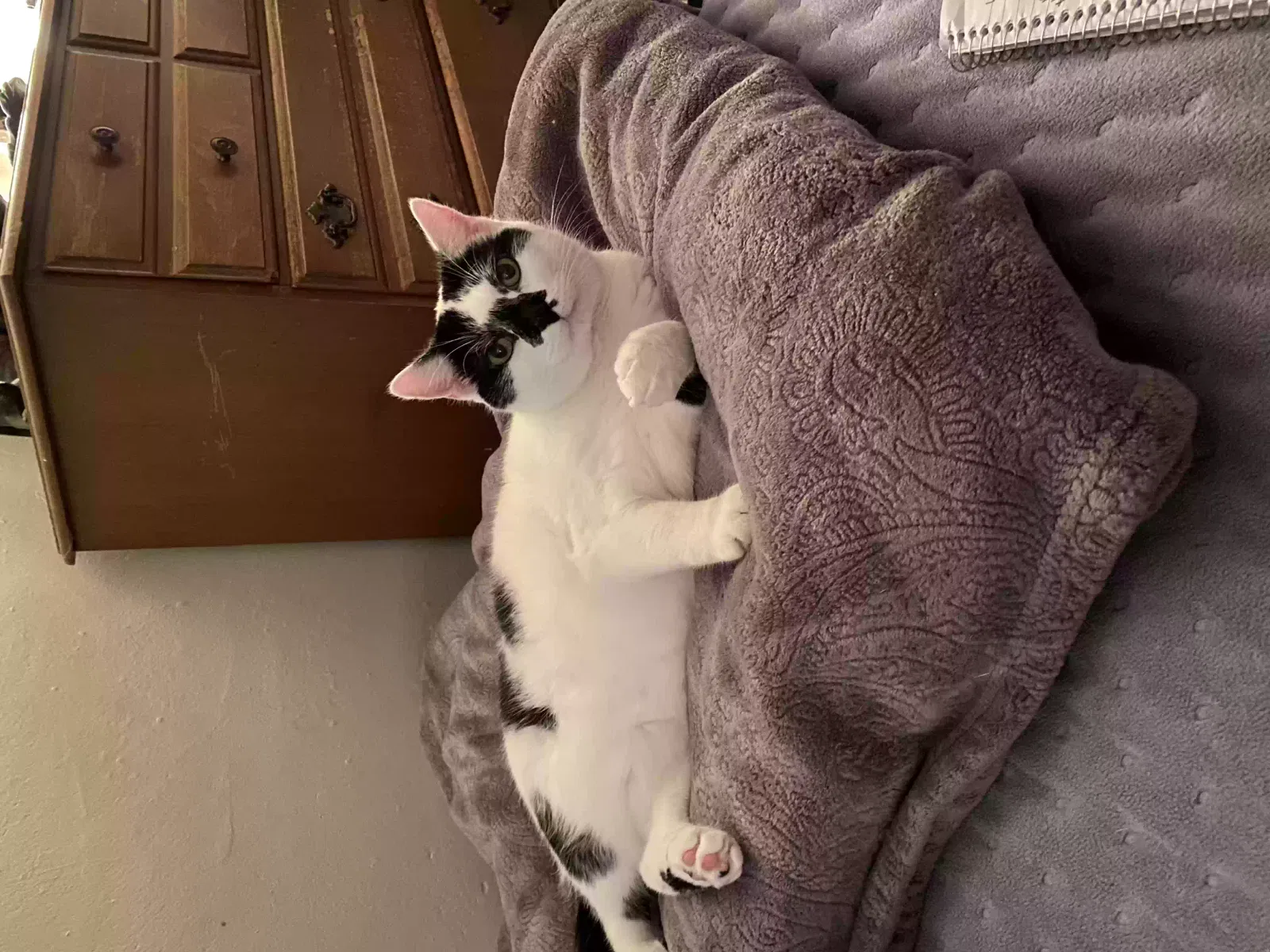 Lost cat in Sodus, NY, 14551
