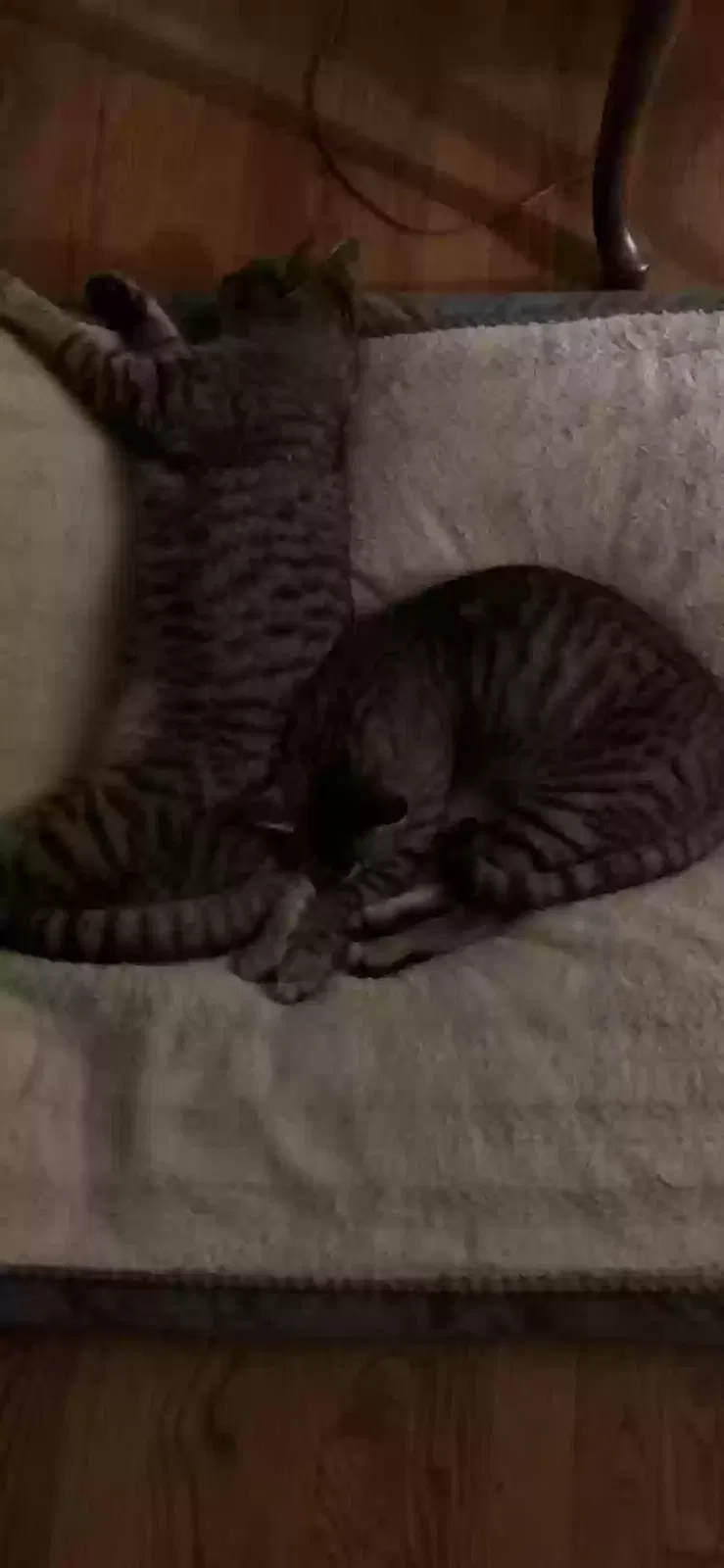 Lost cat in Memphis, TN, 38111