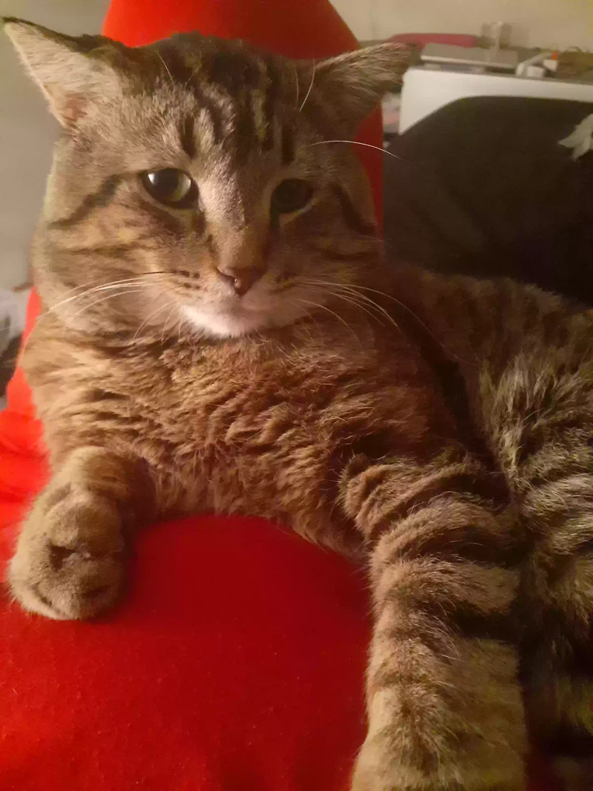 Lost cat in Grand Rapids, MI, 49548