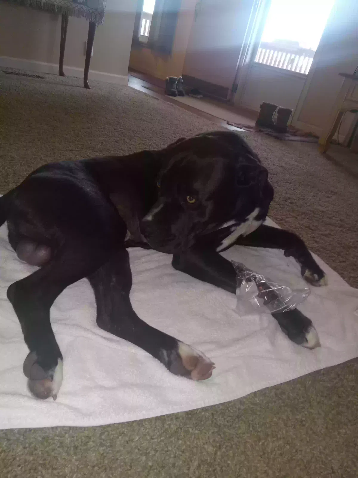 Lost dog in Mount Pleasant, TN, 38474