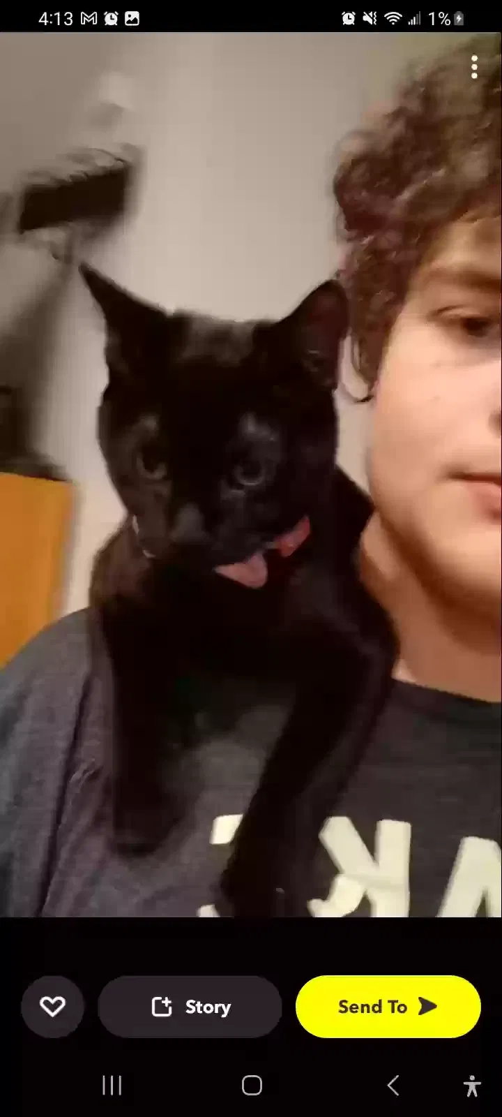 Lost cat in Ocala, FL, 34472