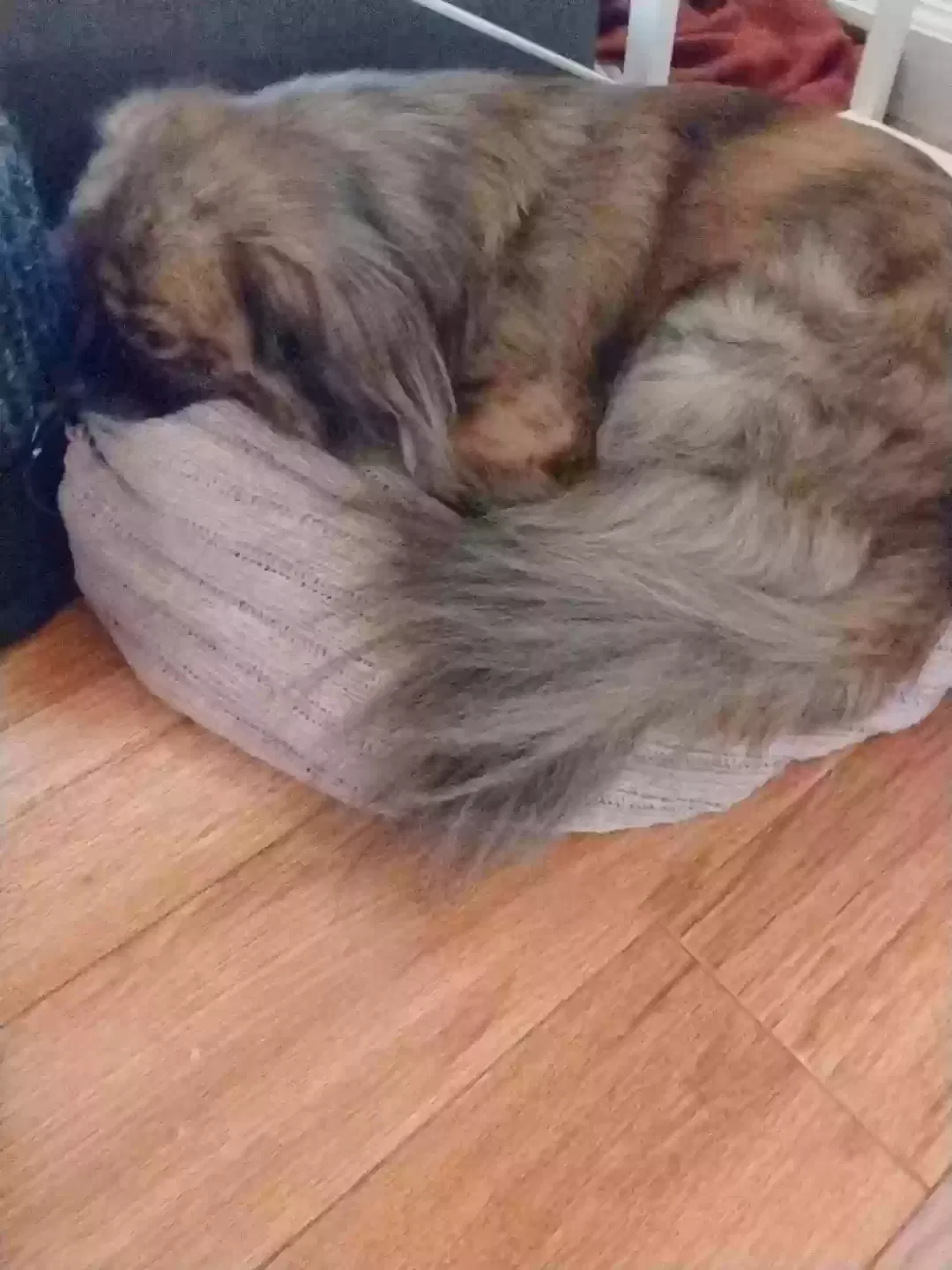 Lost dog in Pomona, CA, 91766