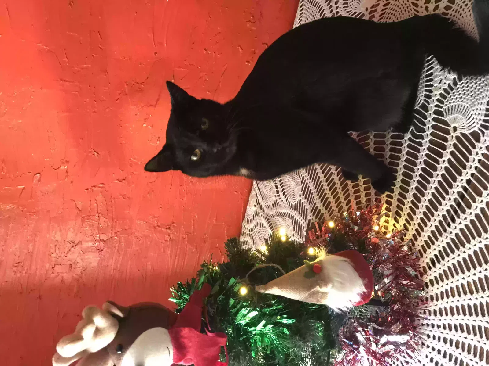 Lost cat in Brighton, TN, 38011