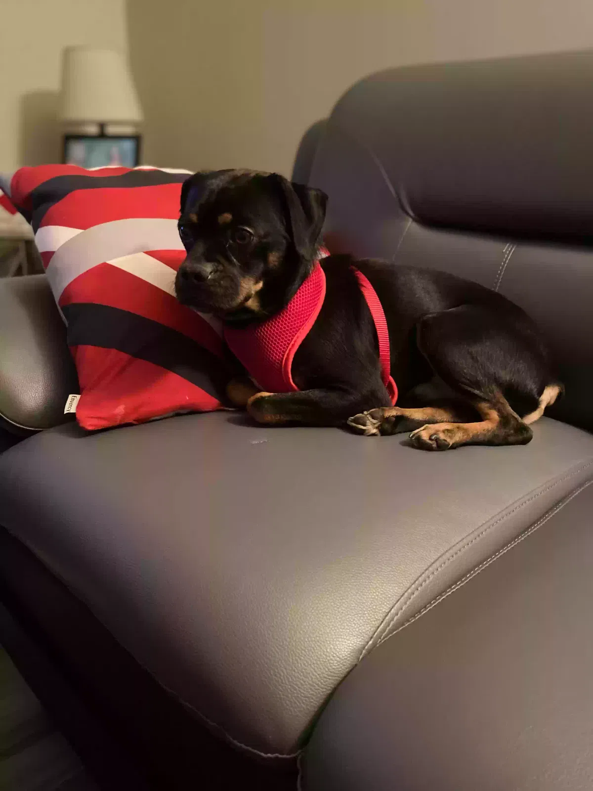 Lost dog in District Heights, MD, 20747