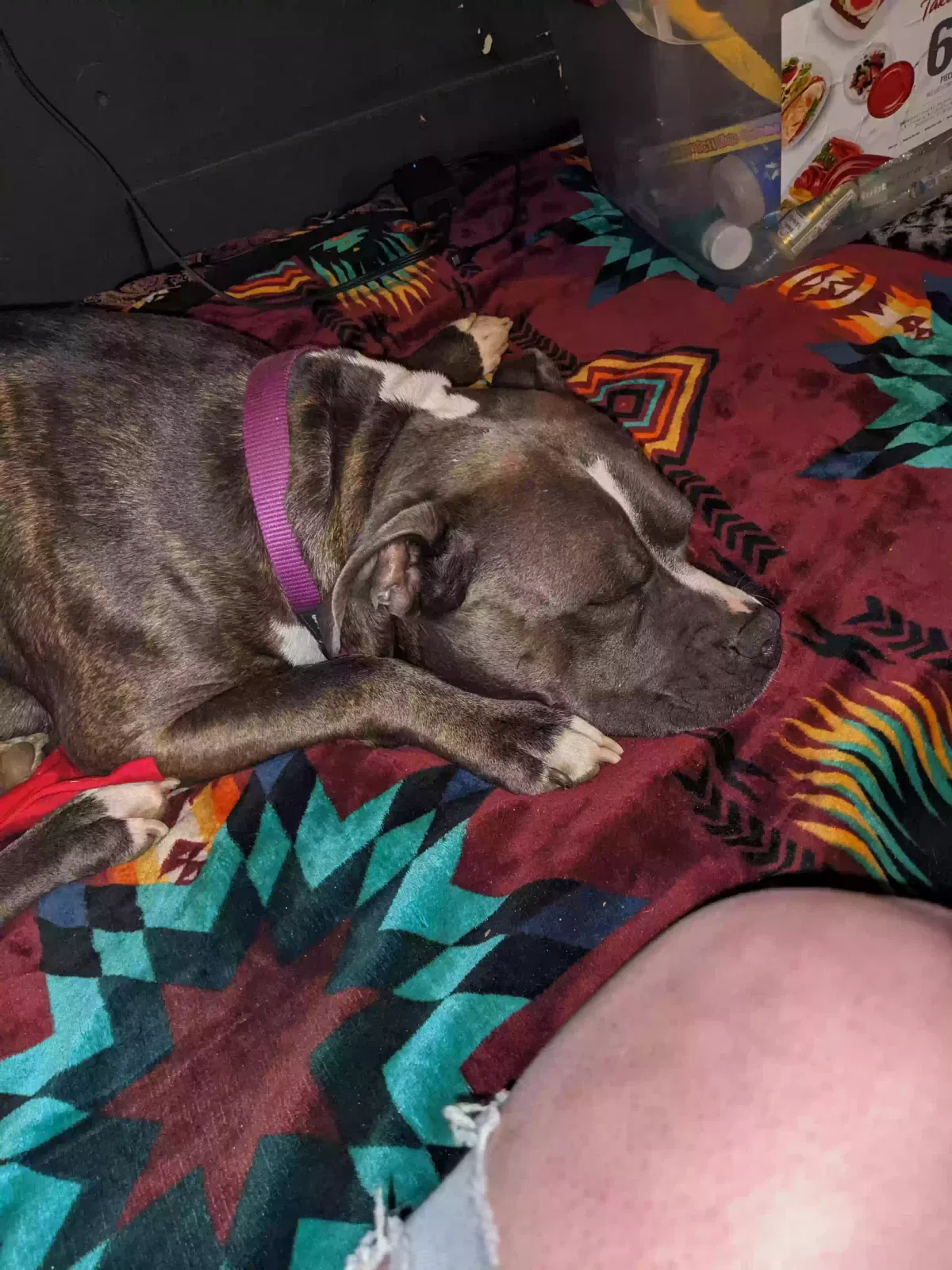 Lost dog in Tulsa, OK, 74110