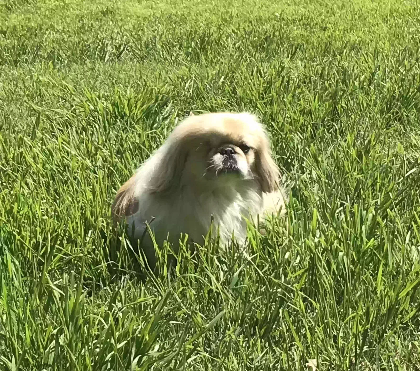Lost dog in Hilmar, CA, 95324