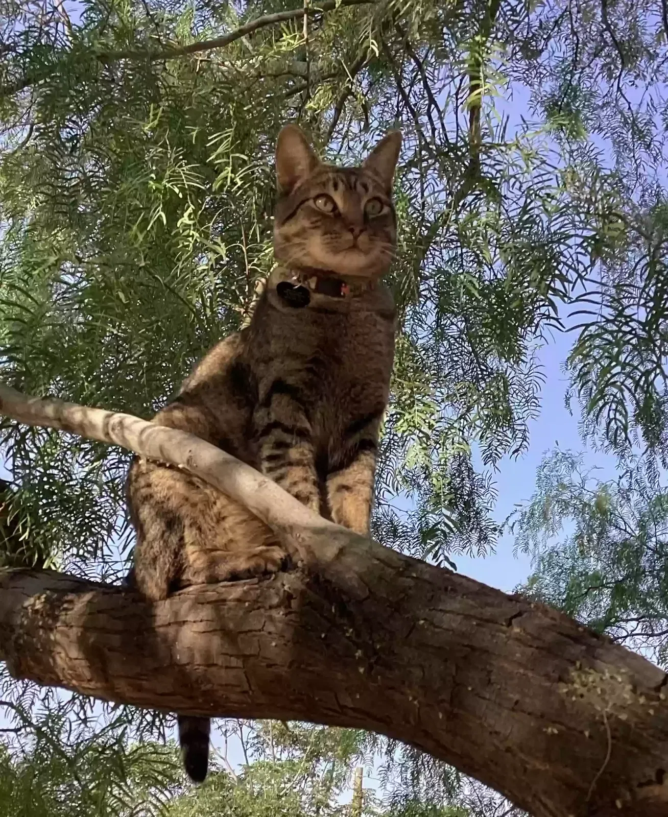 Lost cat in El Paso, TX, 79927