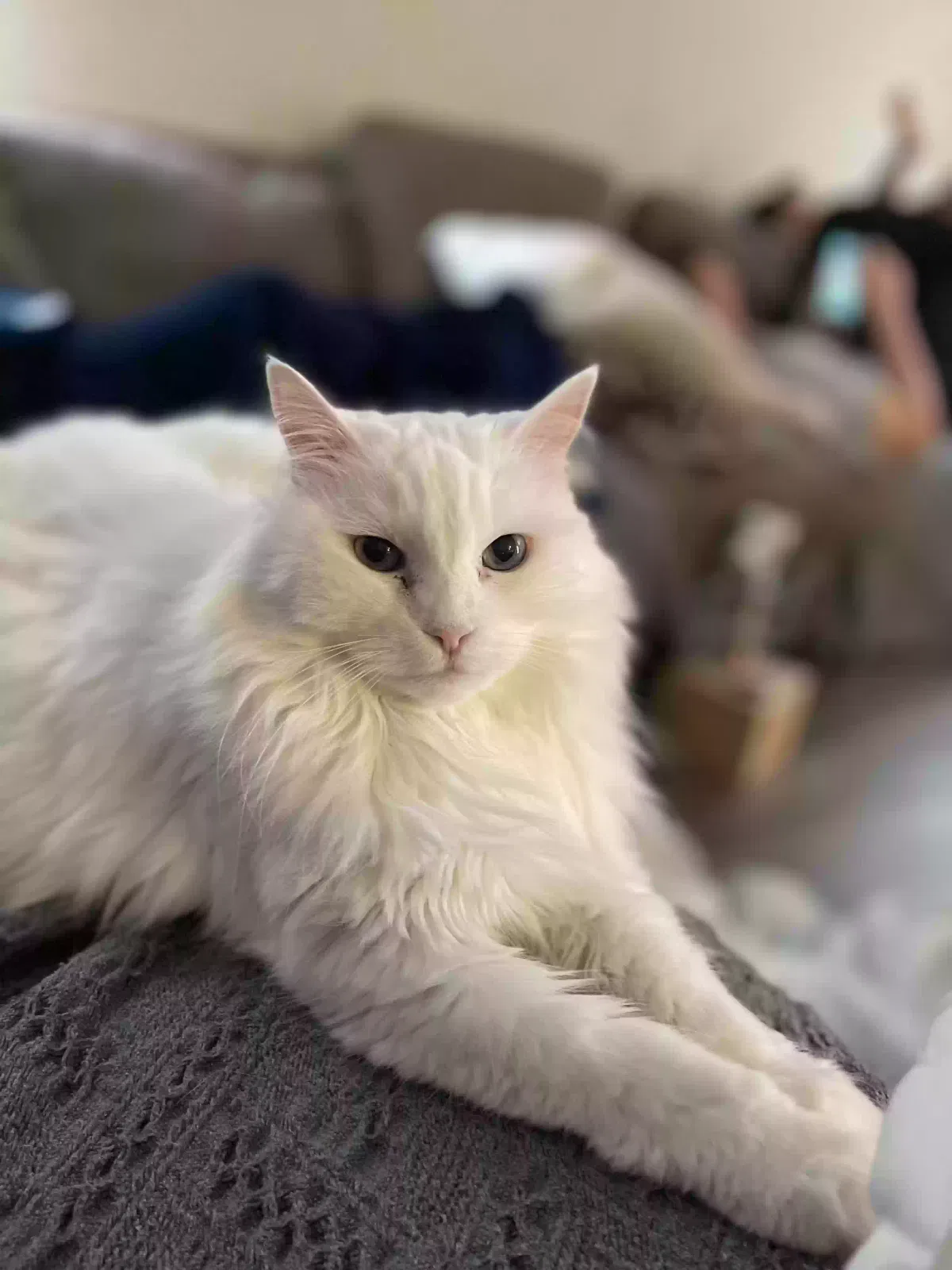 Lost cat in Hope Mills, NC, 28348