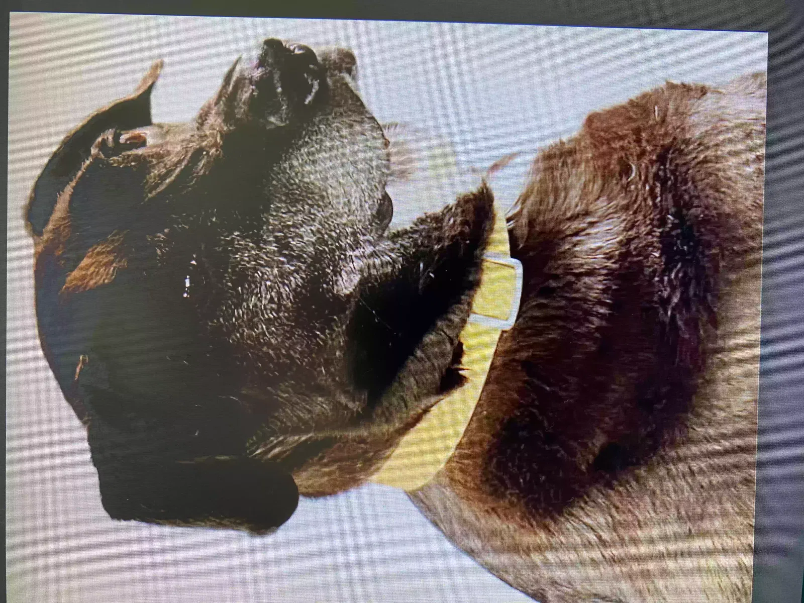 Lost dog in Poway, CA, 92064