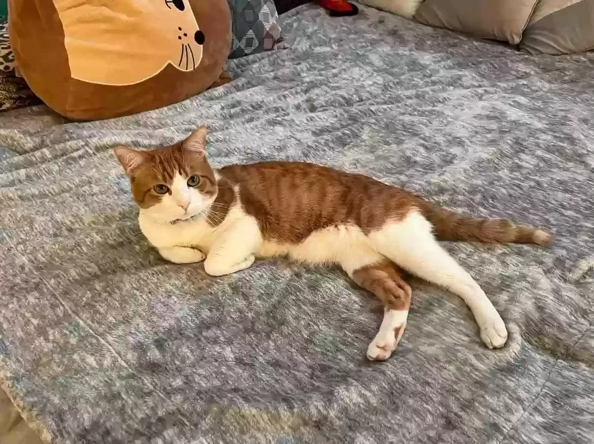 Lost cat in Woodland Hills, CA, 91367