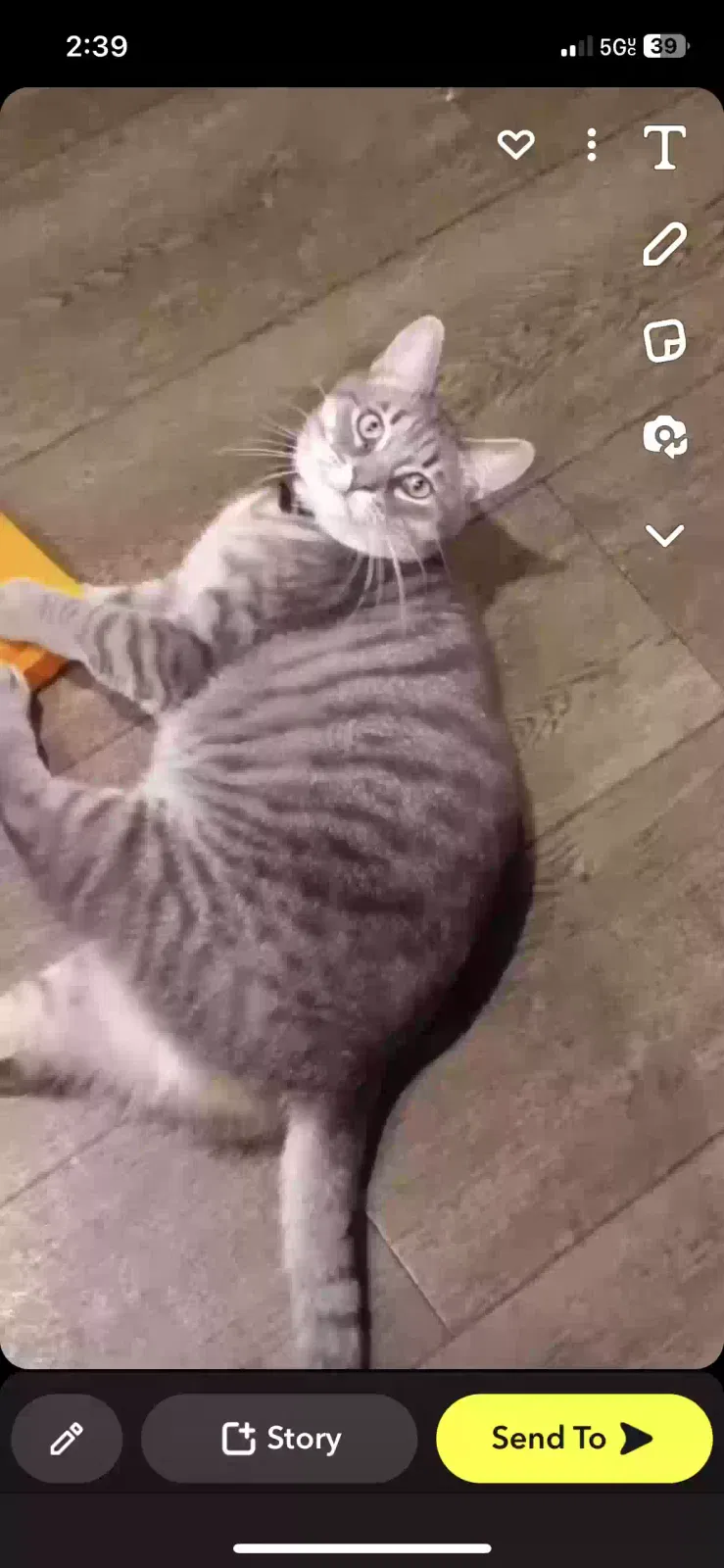 Lost cat in Saginaw, MI, 48601