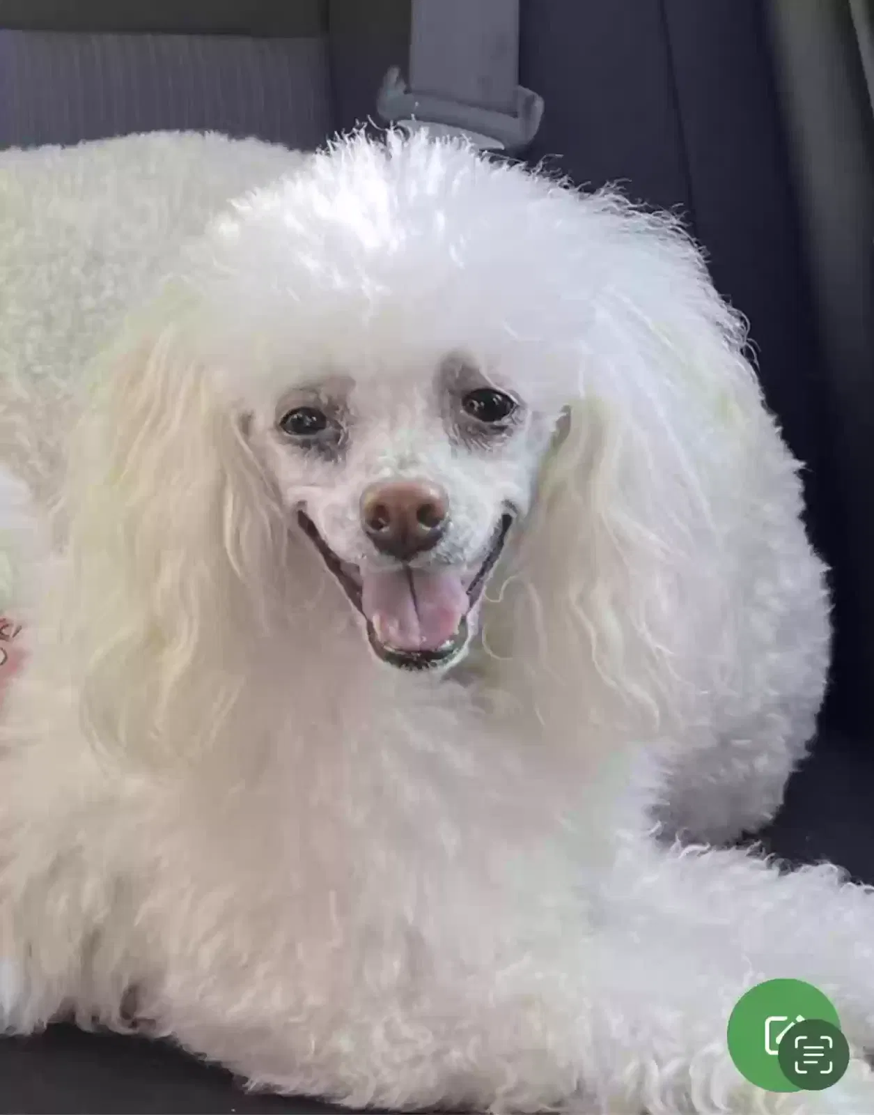 Lost dog in Peoria, AZ, 85383