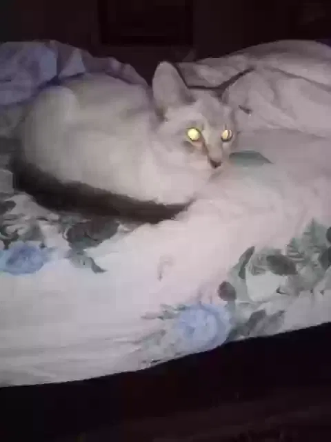 Lost cat in Ocoee, FL, 34761
