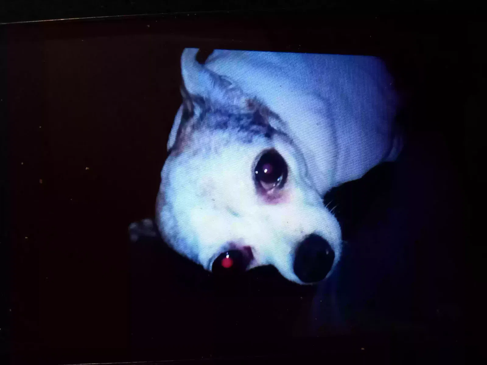 Lost dog in Saint Paul, MN, 55104