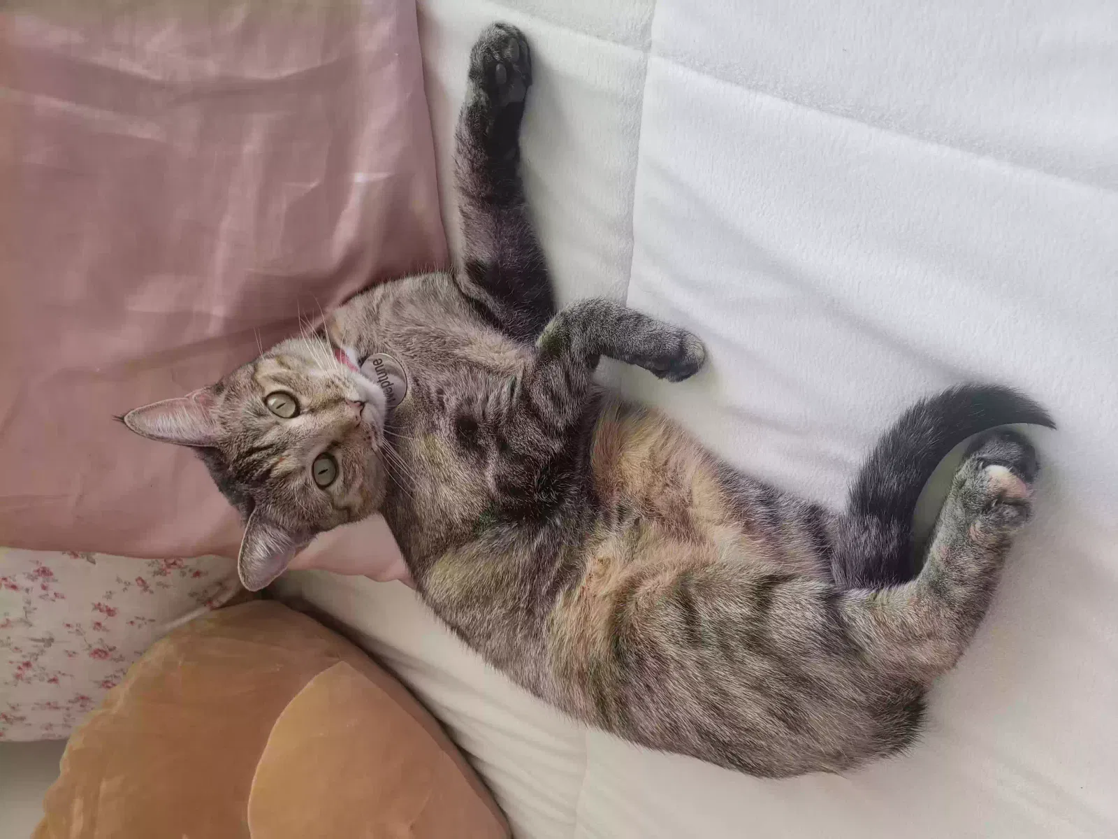 Lost cat in Dover, PA, 17315