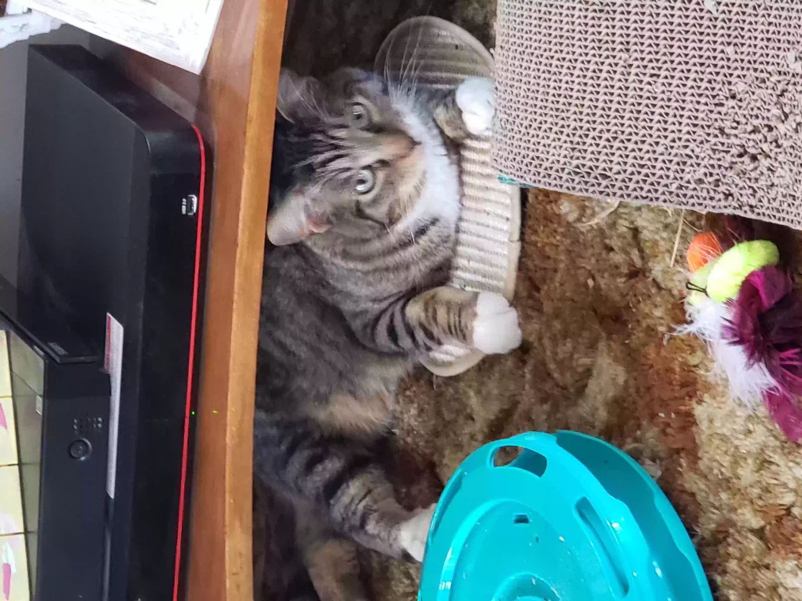Lost cat in Fort Benton, MT, 59442