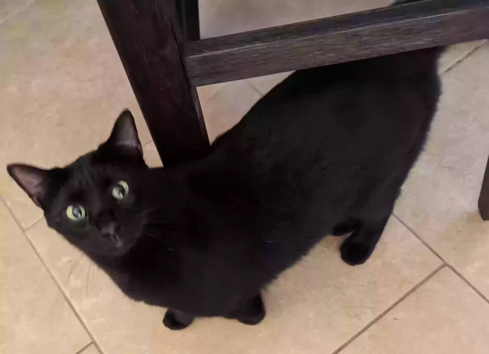 Lost cat in Titusville, FL, 32796